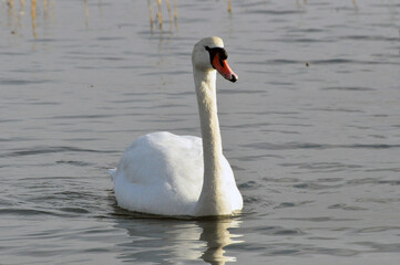 swan on the water