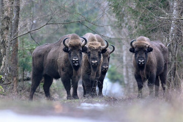 Group of European Bison in natural environment 