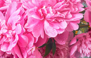 Delicate flowers and buds big pink peonies with drops after rain