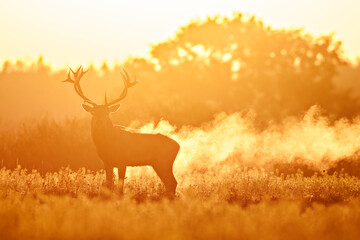 Free range Red Deer steaming in cold morning sun. - 357897985