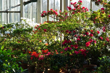 Fototapeta na wymiar Rhododendrons blossom in botanical garden.