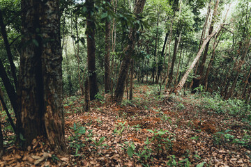 In the forest being planted under the shade of a large tree Natural