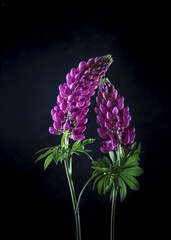 Image with lupins.
