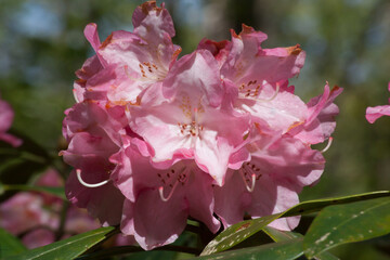 Purple Azalea in the sunshine