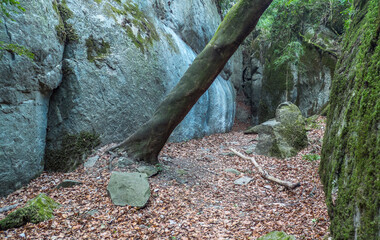 Sendero de montaña que discurre entre tronco de árbol inclinado y rocas con musgo verde con suelo lleno de hojas. 