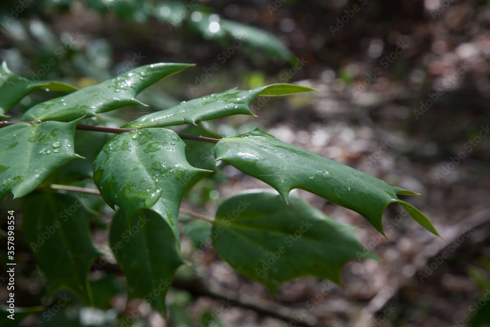 Wall mural holly leaves with the morning dew