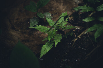Close-Up Of  Dark green leaves