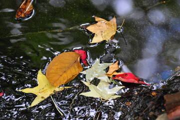 Autumn leaves on a pond