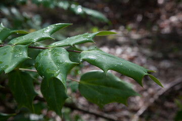 Holly leaves with the morning dew