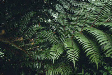 Close-Up Of  Dark green leaves