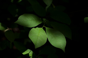 leaf in shadows