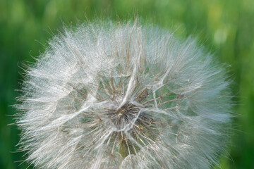 Dandelion seed pod in a beautiful background