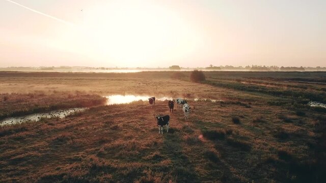 Aerial shot of the rural dutch countryside with fog at sunrise, Netherlands. Cows and water. High quality FullHD footage