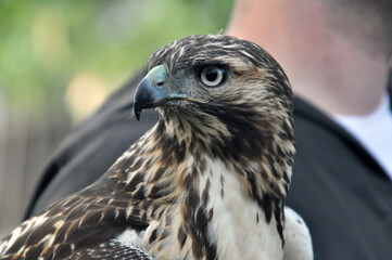 red tailed hawk 3