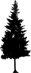 Illustration with pine tree silhouette isolated on white background
