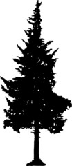 Illustration with pine tree silhouette isolated on white background