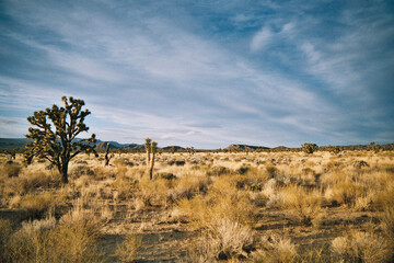 Joshua Tree Desert