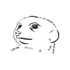 meerkat icon. animal sign, meerkat animal, vector sketch illustration