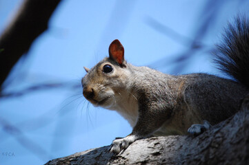 Gray squirrel in a tree