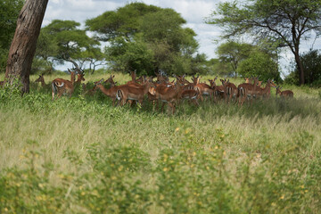 Naklejka premium Impala Group Impalas Antelope Portrait Africa Safari