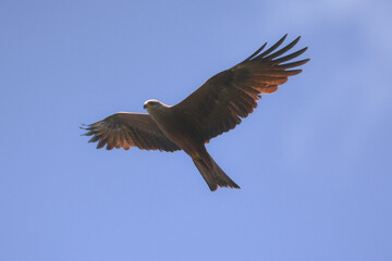 nibbio bruno (Milvus migrans) in volo,silhouette su sfondo cielo blu