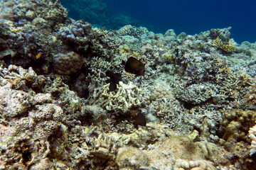 Naklejka na ściany i meble A coral scene in a tropical sea