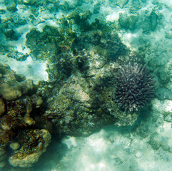 Fototapeta na wymiar A coral scene in a tropical sea