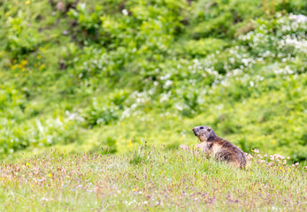 A marmot, marmota marmota