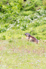A marmot, marmota marmota