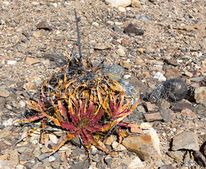spontaneous plant in pan de azucar desert