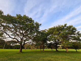 Beautiful trees, of different species, embellishing the city park.