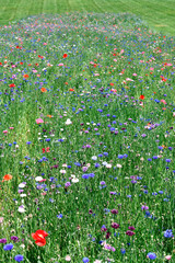 Springtime Wildflowers