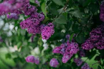 Lilac blossom, purple flowers, spring time and lilac tree flowering.