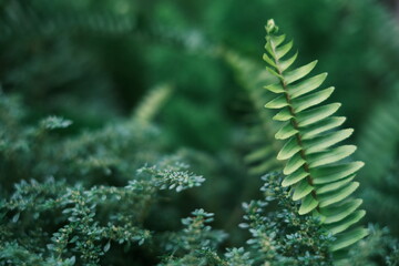 Closeup nature view of green fern leaf on blurred greenery background in garden 