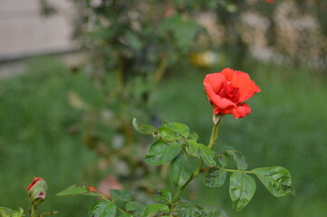 Fototapeta na wymiar red poppy in the field