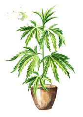 Green stem with leaves of hemp in the flower pot, cannabis sativa, medicinal herb plant, marijuana. Hand drawn watercolor illustration, isolated on white background