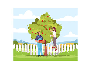 Collecting apple crop semi flat vector illustration. Local production of eco harvest. Garden plant for agriculture business. Couple of farmers 2D cartoon characters for commercial use