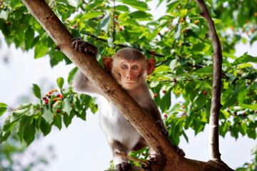 Cute little monkey sits on the tree