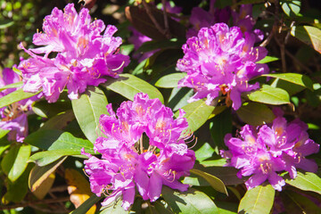 Beautiful pink flower Rhododendron. Close up shot. Selective focus.
