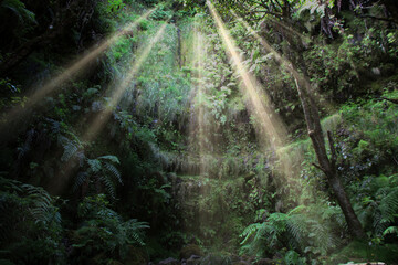 Sunshine in rainforest