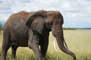 Elephant Big Huge Tusker Amboseli - Big Five Safari -Baby African bush elephant Loxodonta africana