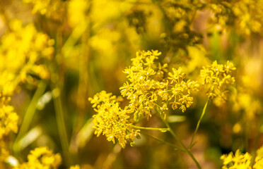  St John's-wort flower on yellow background