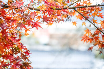 Fototapeta na wymiar colorful vivid autumn maple leaves with light bokeh background. Fresh natural autumn background