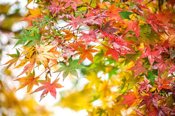 colorful vivid autumn maple leaves with light bokeh background. Fresh natural autumn background
