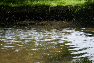 Fototapeta premium London parks in the spring
