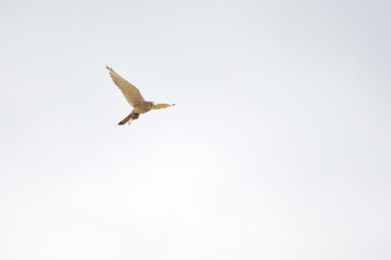 Kestrel holding prey