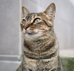 Gato atigrado visto desde abajo. Retrato de gato.