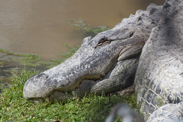 Alligator in the sunshine by water