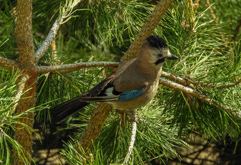 Jay bird sits on a pine branch on a sunny day
