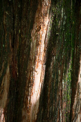 Abstraction of tree bark